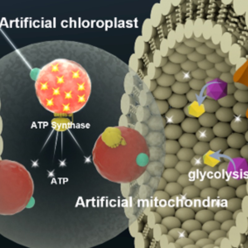 How energy-generating synthetic organelles could sustain artificial cells — a powerhouse of the future