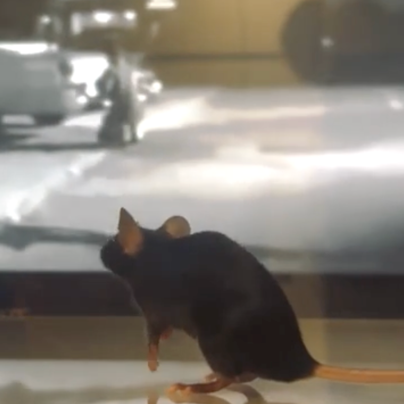 Researchers predict what a mouse sees by decoding its brain signals