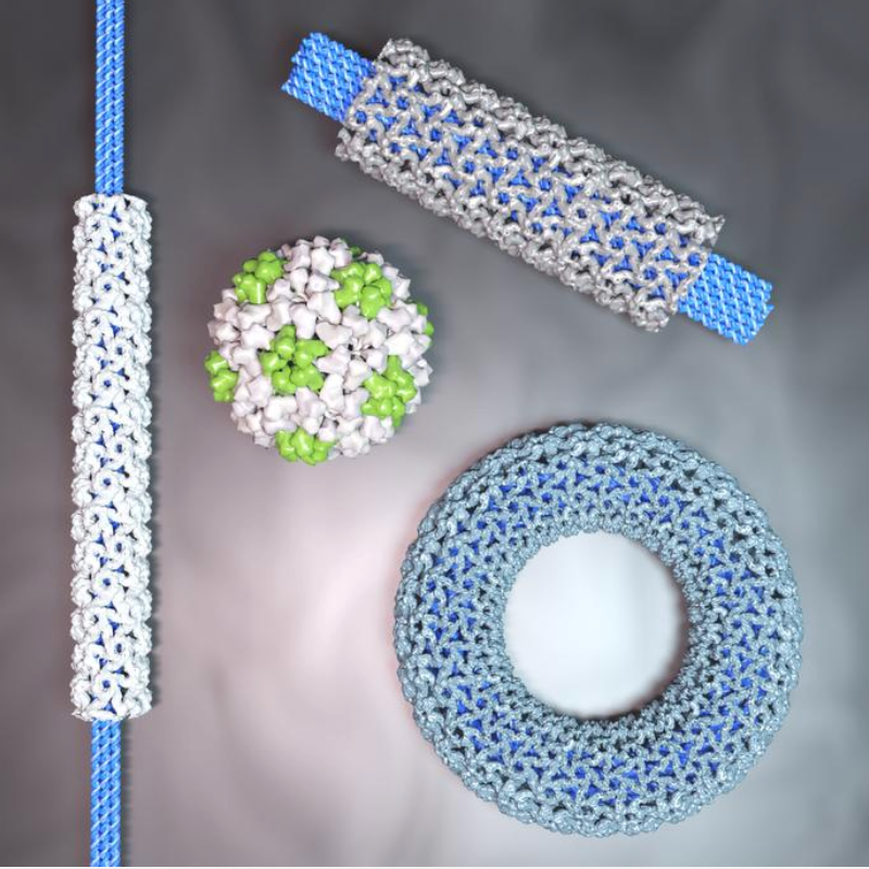 DNA origami nanostructures for vaccine development and transporting drugs inside the body