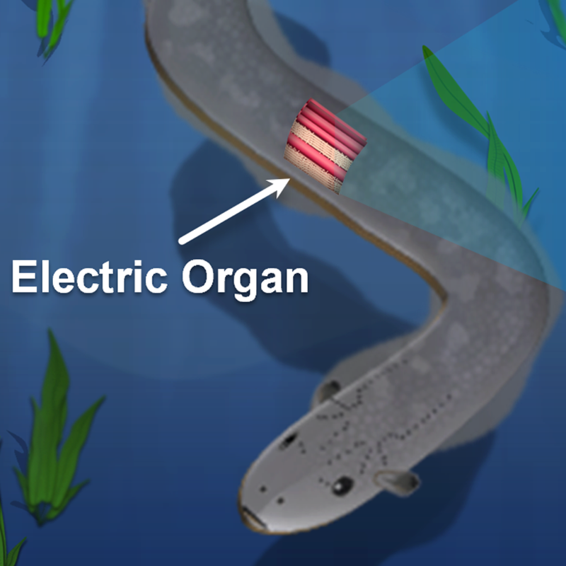 Miniature eel-inspired bio-integrated devices capable of directly stimulating nerve cells for targeted drug therapies and speeding up wound healing