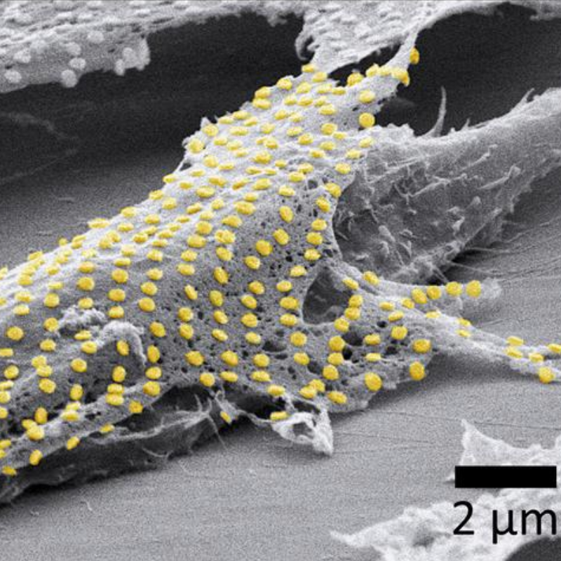 How to "tattoo" gold nanopatterns onto live cells and tissues —  biohacker alert
