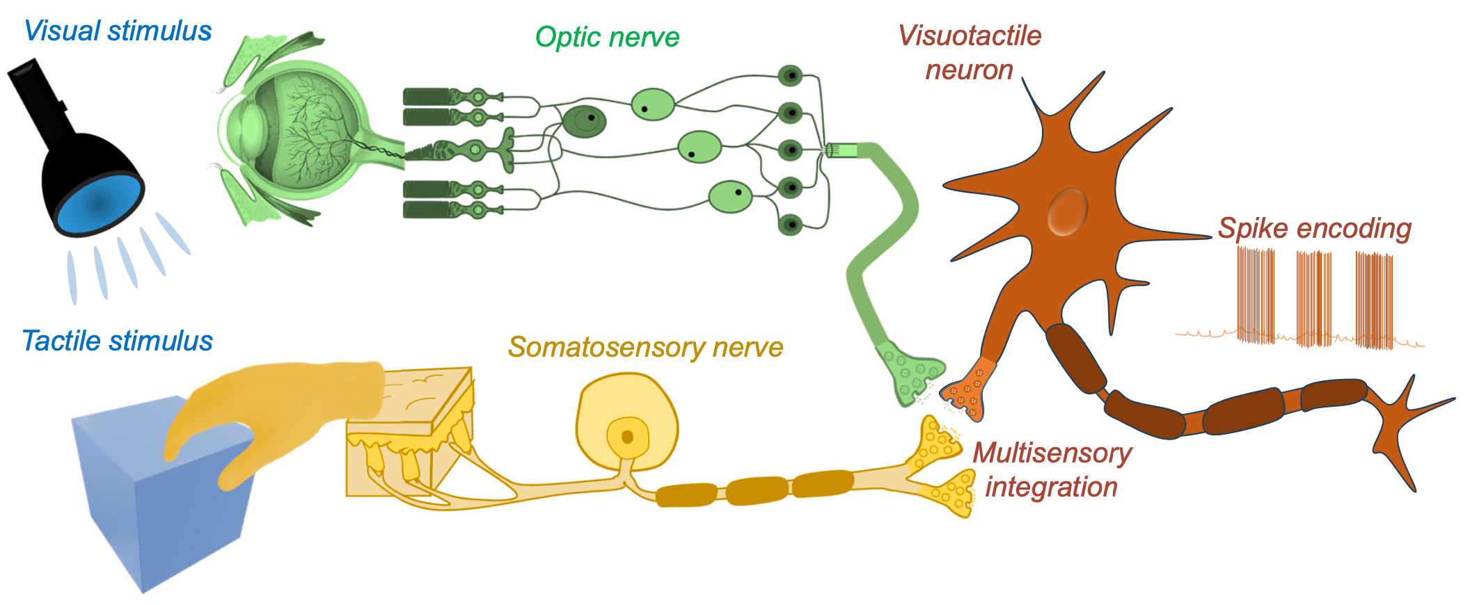 Making AI smarter: a multisensory, integrated artificial neuron
