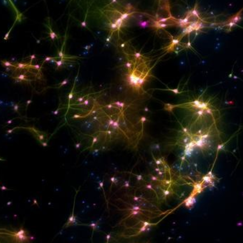 Does a brain in a dish have moral rights?