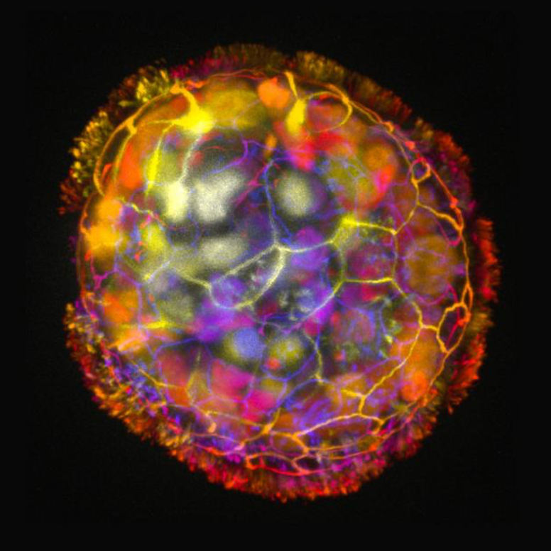Scientists build tiny healing biological robots from human cells