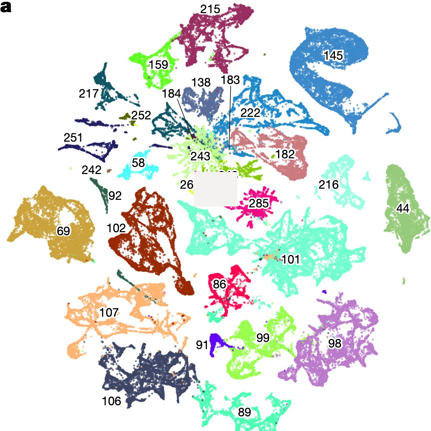 Scientists unveil complete cell map of a whole mammalian brain