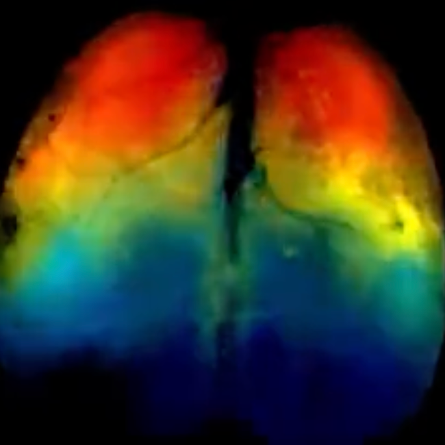 'Movies' with color and music visualize brain activity data