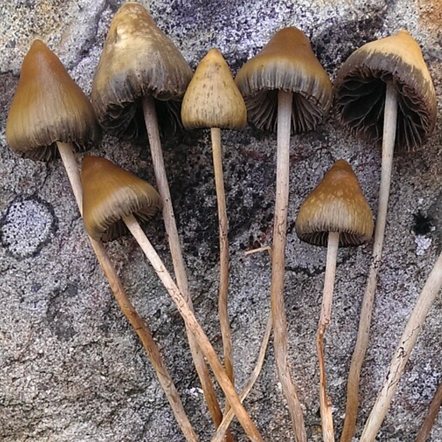 Therapeutic potential of natural mushroom compounds to address psychiatric disorders