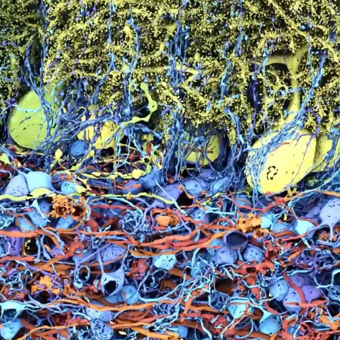 Will connectomics and machine intelligence map the brain?