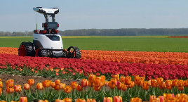 Theo the Robot: The Tulip Farmer's High-Tech Helper