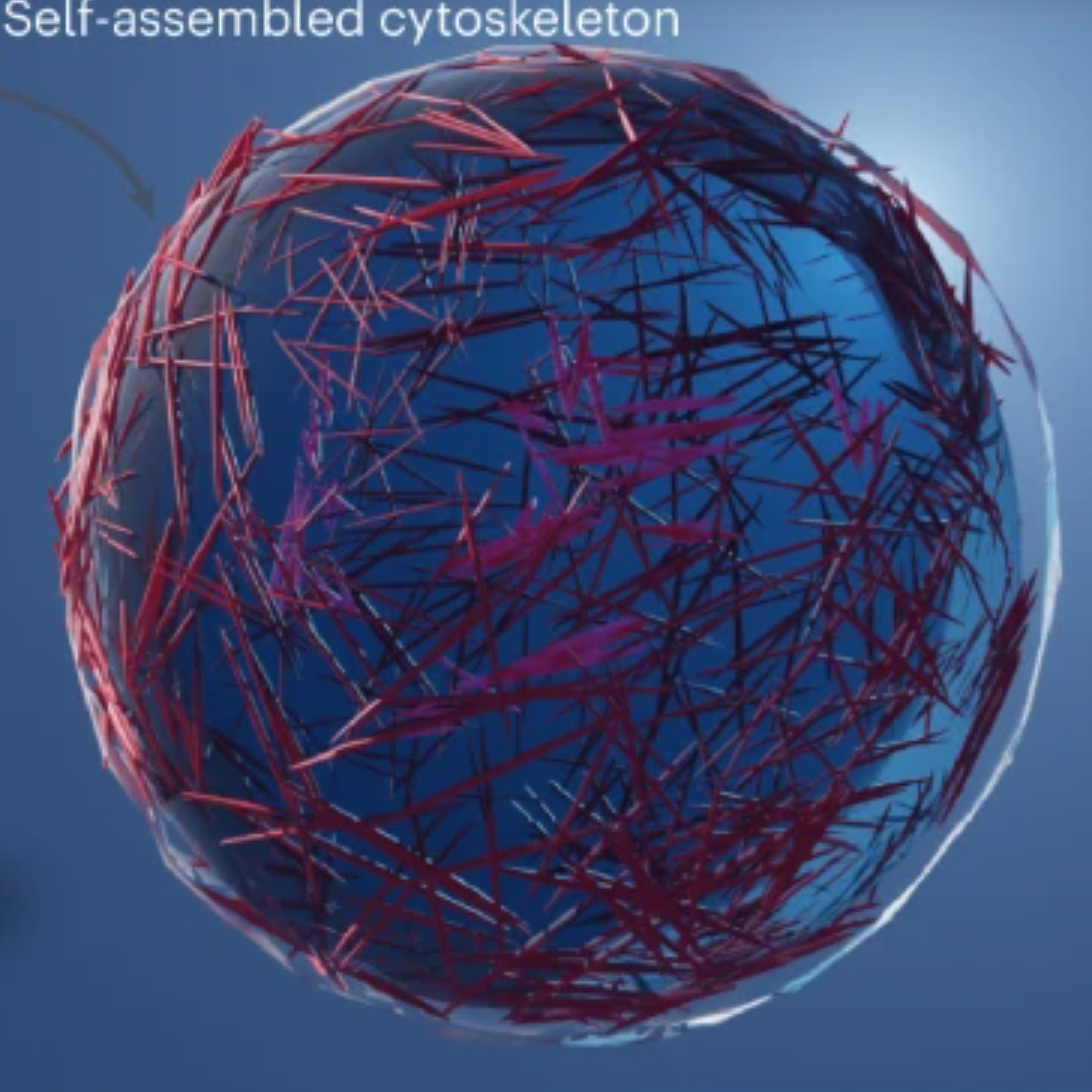 Researchers create artificial cells that look and act like living cells