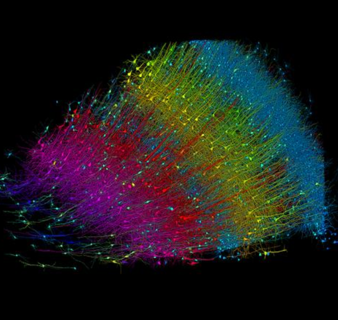 How to get a complete understanding of the brain
