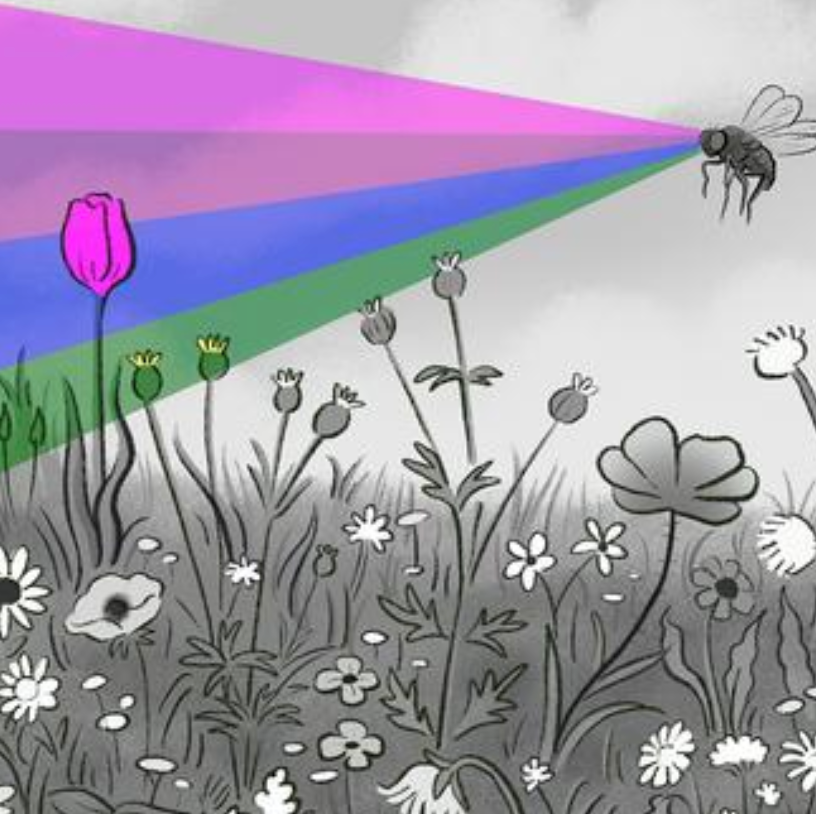 How the brain turns waves of light into experiences of color