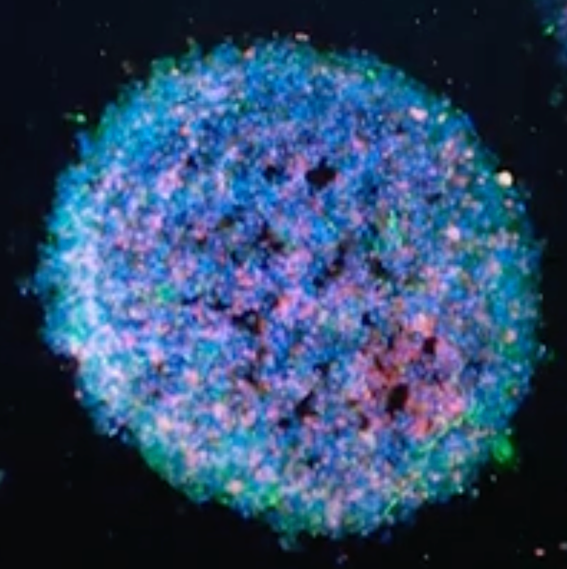 How to create ‘wired miniature brains’