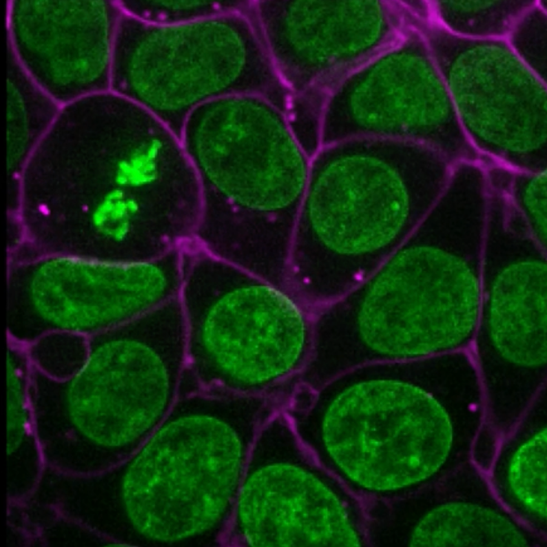 AI-powered tool lets scientists rapidly analyze complex biological images