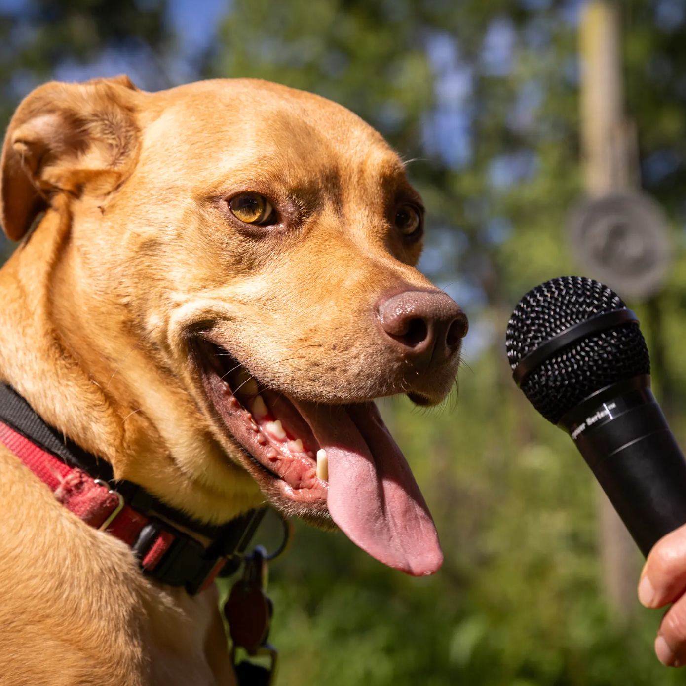 Using AI to decode dog vocalizations