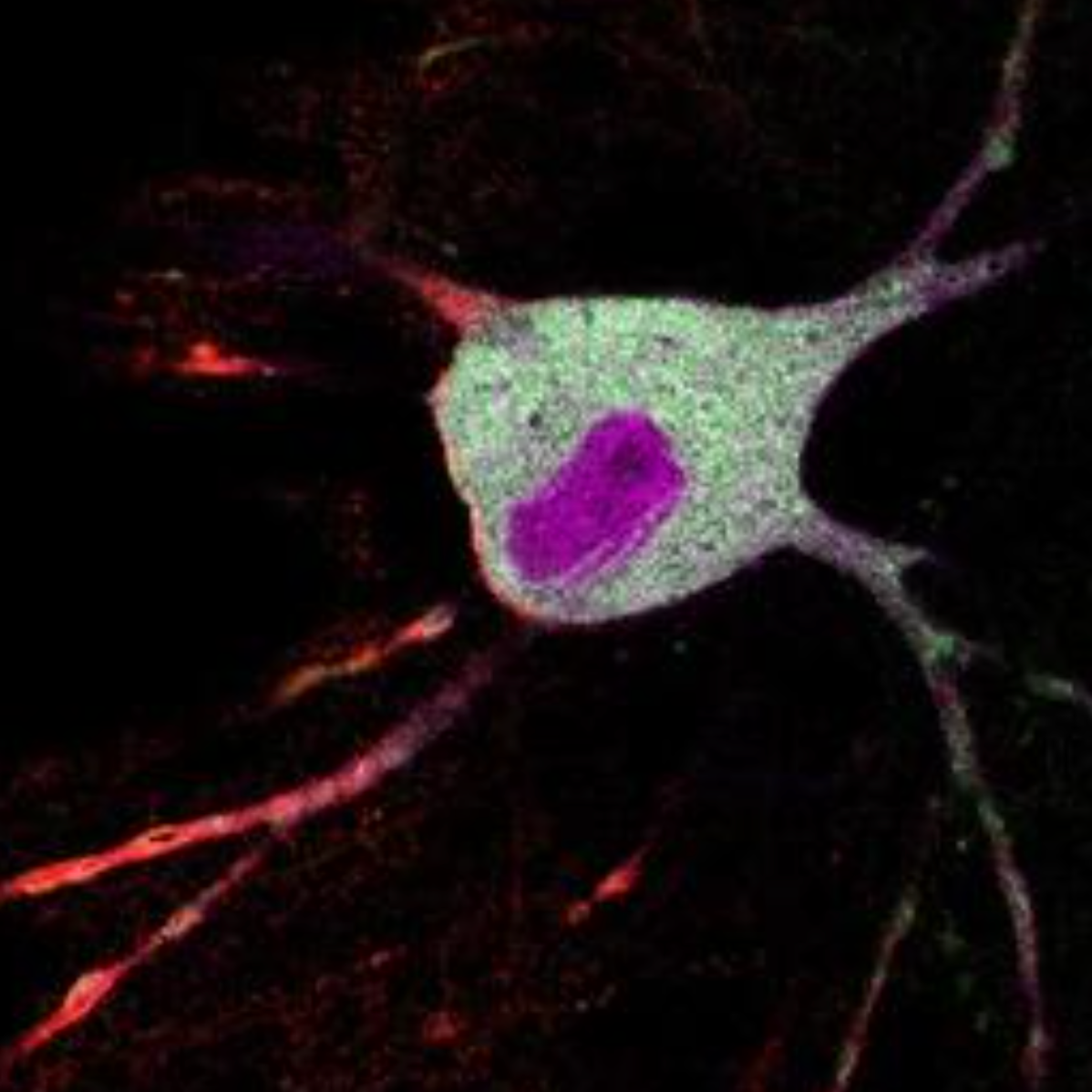 Tracking how psychedelics affect neurons