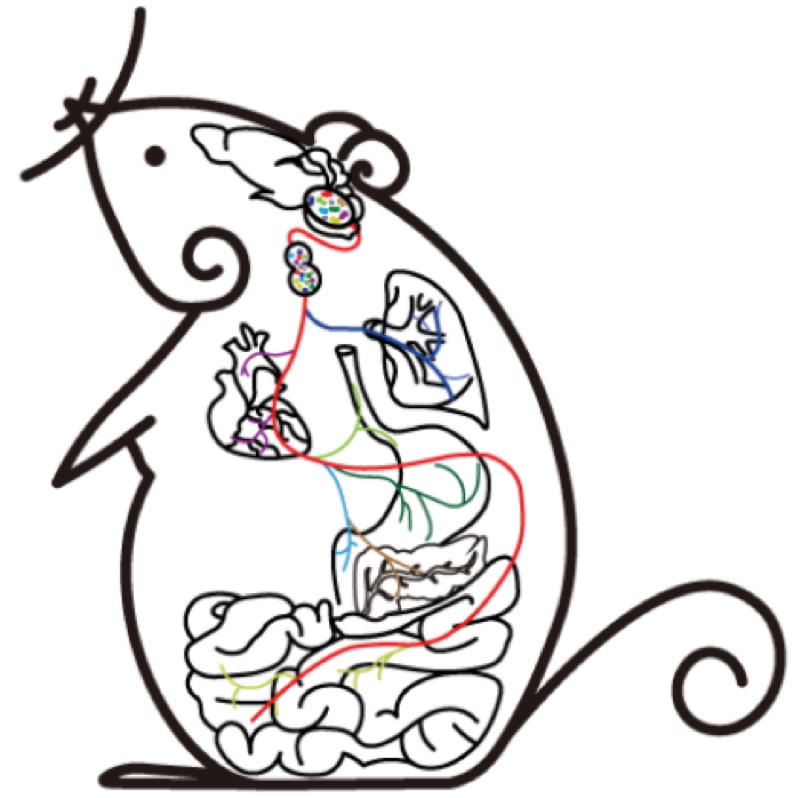 Mapping the body’s internal sensory communication highway
