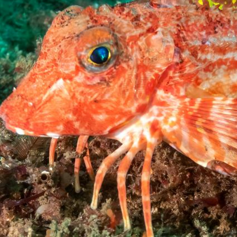 A fish with legs?