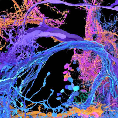 Scientists map an entire fly brain
