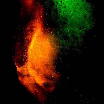 Scientists reactivate memory in laboratory mice