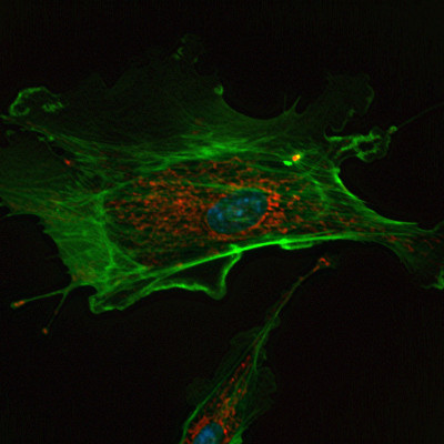 Simple synthetic cells produce and transfer energy like natural cells