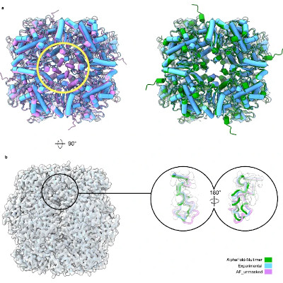 Modified AlphaFold combines AI with new experimental data