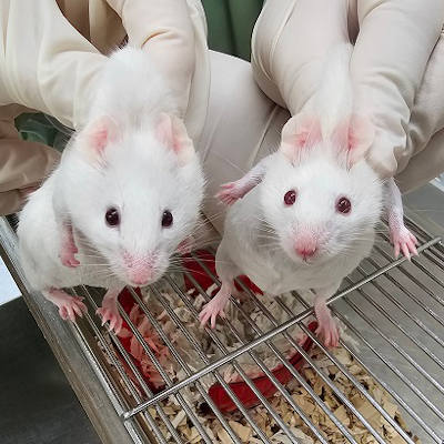 Living mouse created from gene older than animal life