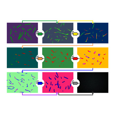 Synthetic genes build complex DNA structures inside cells
