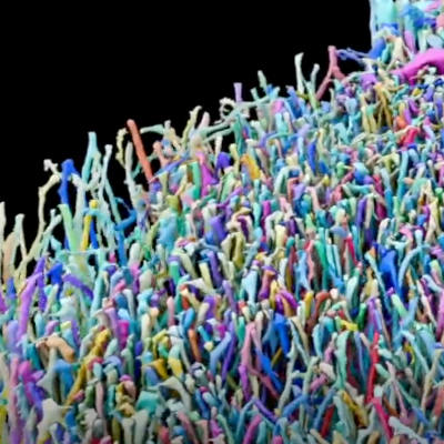 A roadmap for whole-brain connectomics