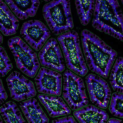 Scientists propose a global project to create an AI virtual cell