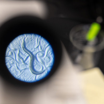 C. Elegans worms help understand how neural circuits generate behavior