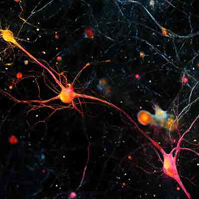 How the brain learns new things