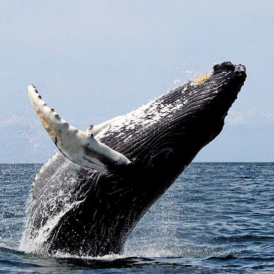 Whale song has parallels with human speech