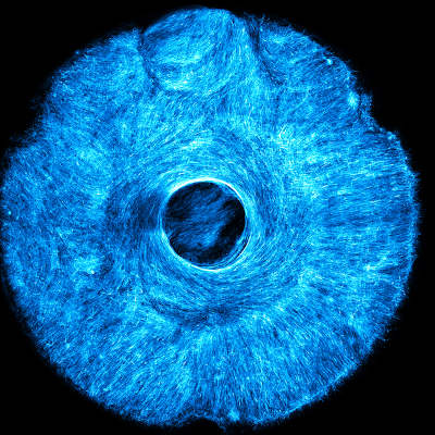 Engineers grow artificial muscle for robots