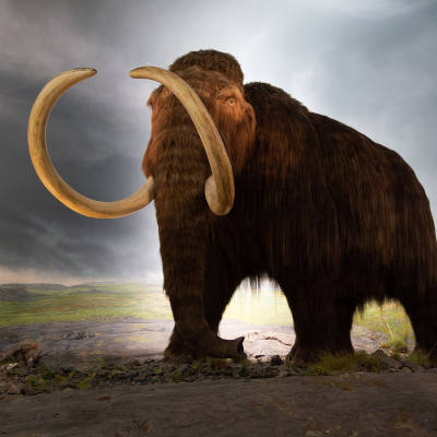 Mice with mammoth traits spark de-extinction hopes