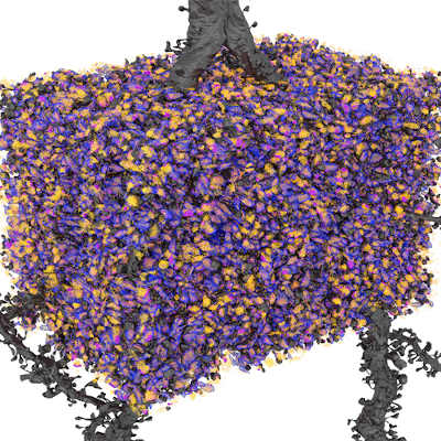 Scientists unlock secrets of long-term memory