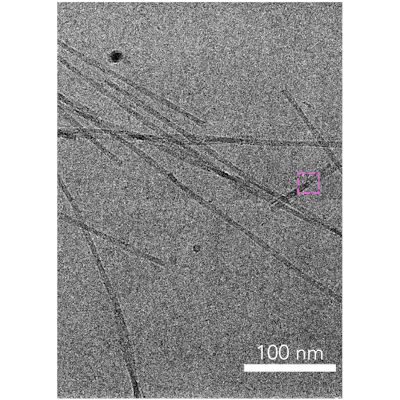 Scientists create mini tau protein to study brain diseases