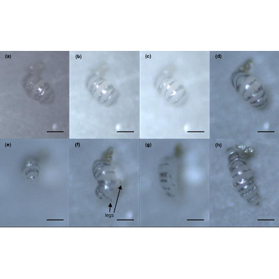 Microfabrication on living organisms