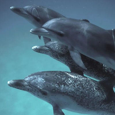 Google’s AI model helps understand dolphin sounds