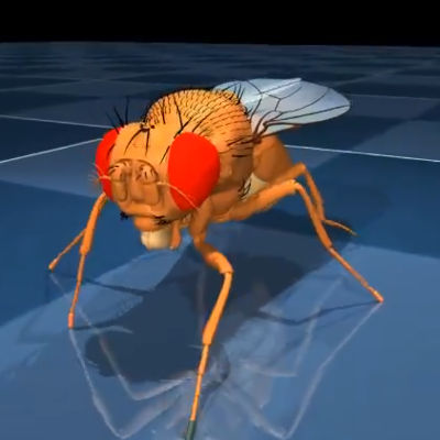 Janelia and DeepMind build a virtual fruit fly