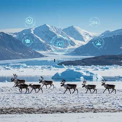 AI Forecasting Helps Safeguard Arctic Caribou Migration Amid Climate Threats