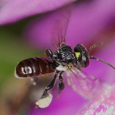 How bees use flight to learn visual patterns