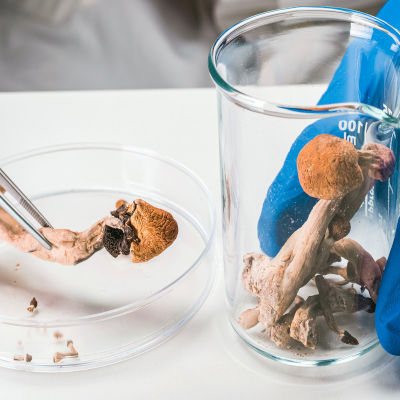 Psilocybin shows promise in delaying aging