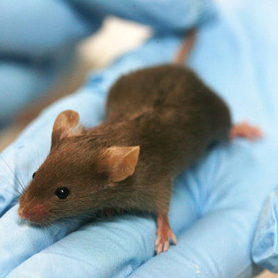 Studying space effects on germ cells