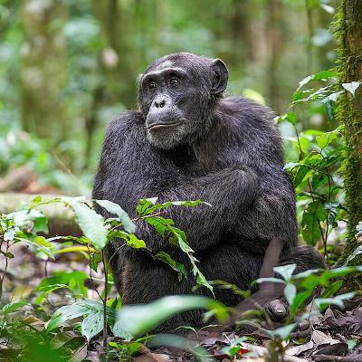 Longer thumbs and bigger brains in primates