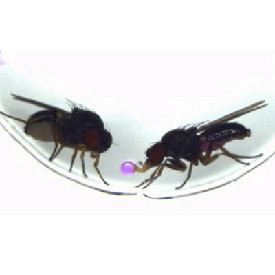 Researchers transfer courtship behavior between fruit fly species