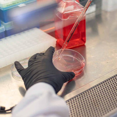 New method embeds genetic barcodes in cell lines