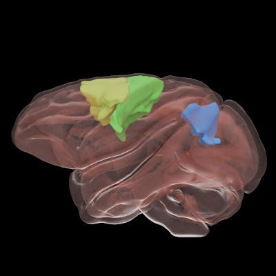 Brain adapts to control prosthetics through thought
