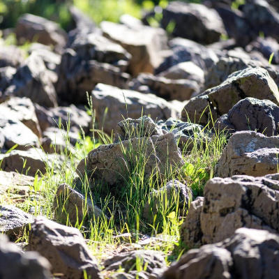 Using machine learning to tell apart non-living and living organics in meteorites and earth samples