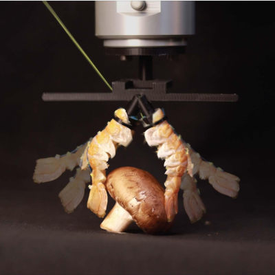 Bio-hybrid robots from food waste